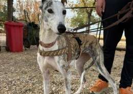 Duna-Galgo