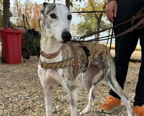 Duna-Galgo