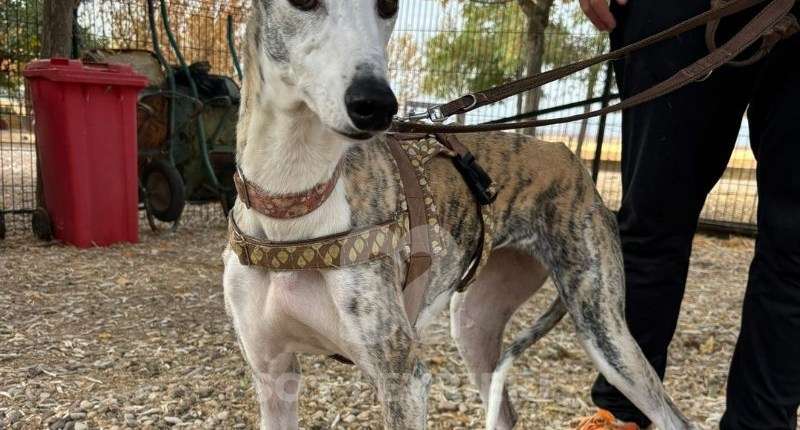 Duna-Galgo