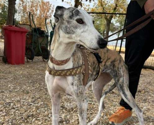 Duna-Galgo