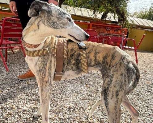 Duna-Galgo