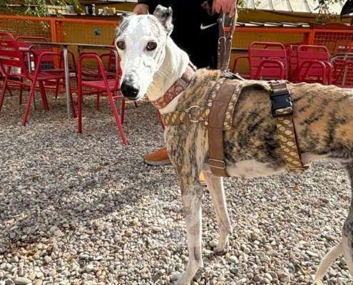Duna-Galgo