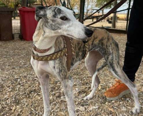 Duna-Galgo