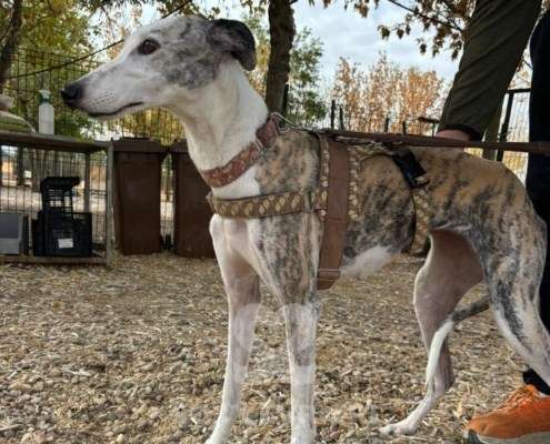 Duna-Galgo