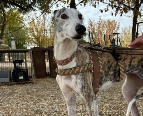 Duna-Galgo