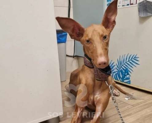 Faraon-Podenco
