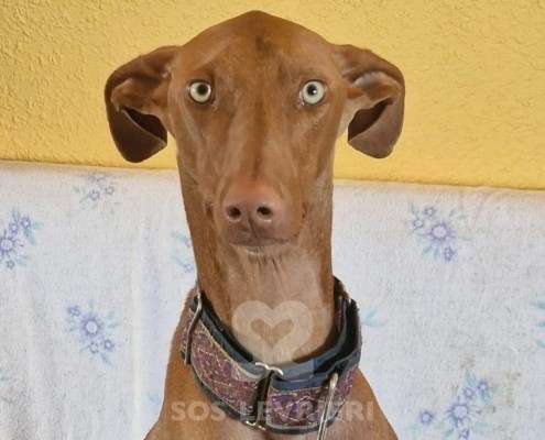 Faraon-Podenco