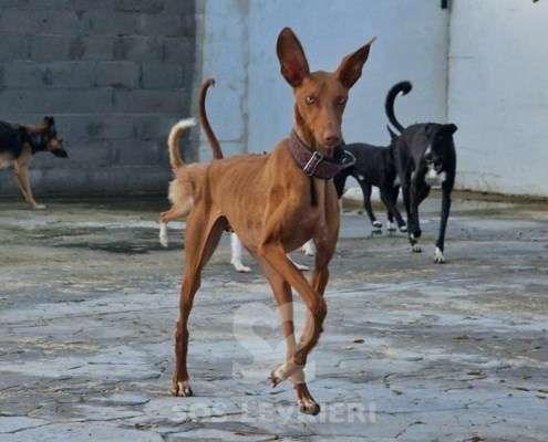 Faraon-Podenco