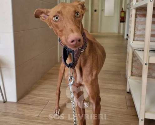 Faraon-Podenco