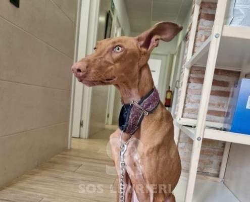 Faraon-Podenco