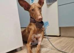 Faraon-Podenco