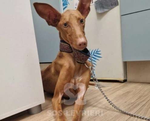 Faraon-Podenco