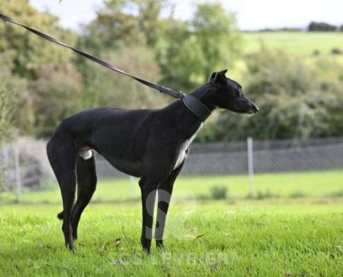 Hennessey-Greyhound