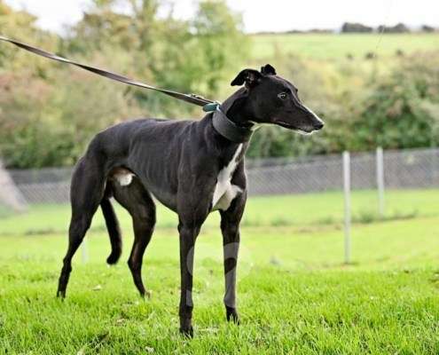 Hennessey-Greyhound