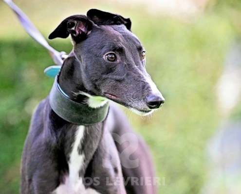 Hennessey-Greyhound