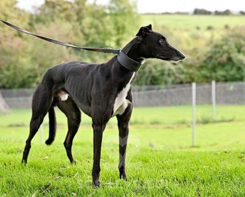 Hennessey-Greyhound