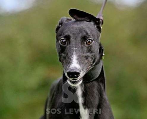 Hennessey-Greyhound