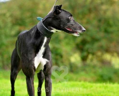 Hennessey-Greyhound
