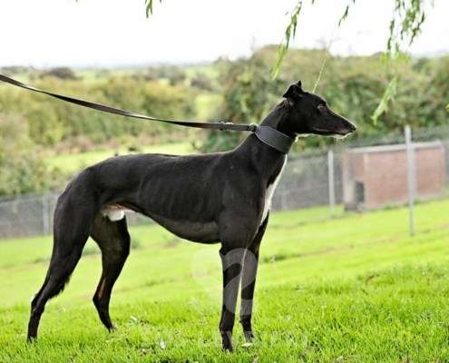 Hennessey-Greyhound