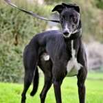 Hennessey-Greyhound