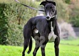Hennessey-Greyhound