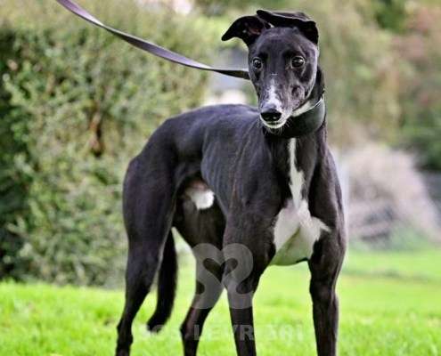 Hennessey-Greyhound