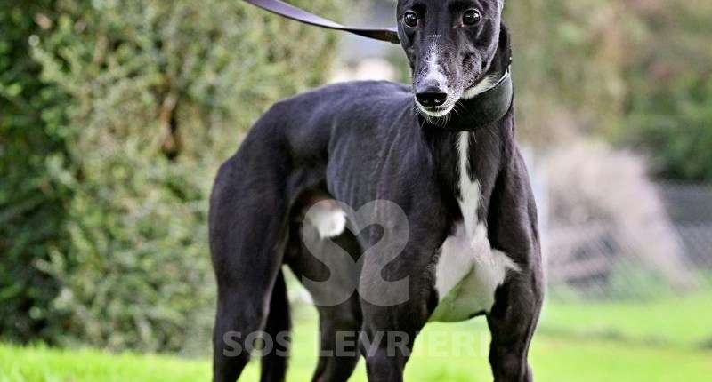 Hennessey-Greyhound