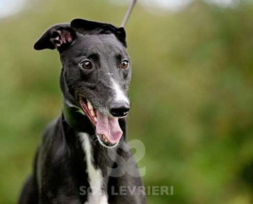 Hennessey-Greyhound