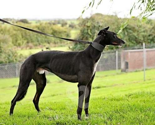 Hennessey-Greyhound