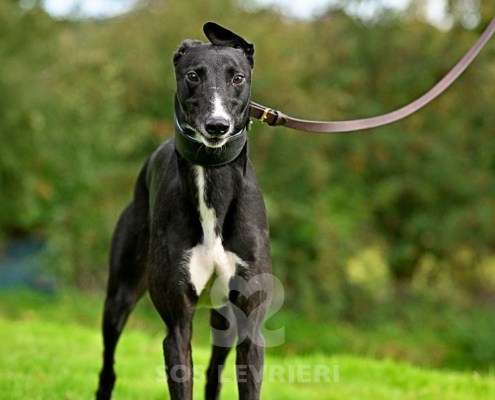 Hennessey-Greyhound