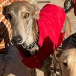 Iris-Galgo