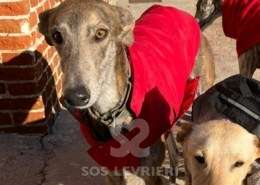 Iris-Galgo