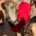 Iris-Galgo