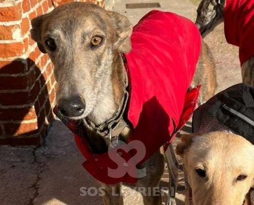 Iris-Galgo