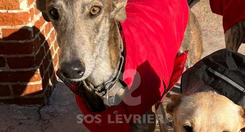 Iris-Galgo