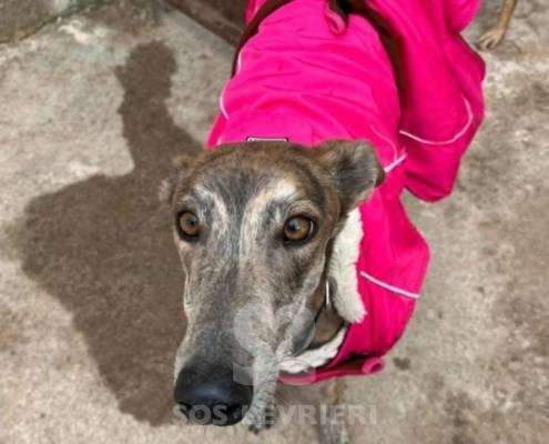 Iris-Galgo