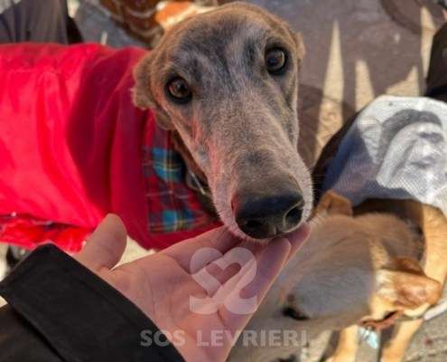 Iris-Galgo