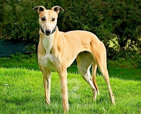 Kira-Greyhound