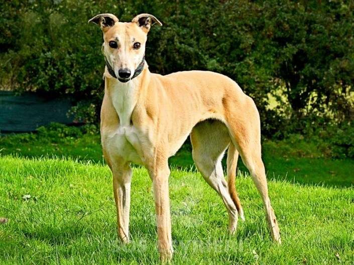 Kira-Greyhound_11 Kira-Greyhound