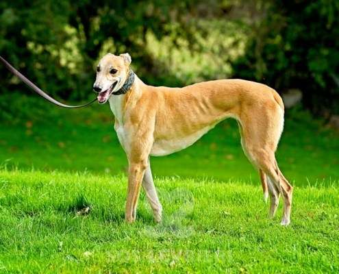Kira-Greyhound