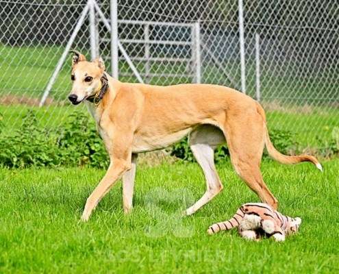 Kira-Greyhound
