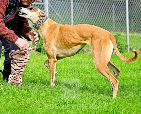 Kira-Greyhound