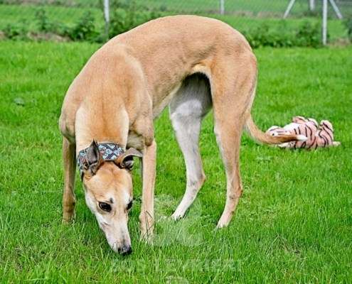Kira-Greyhound