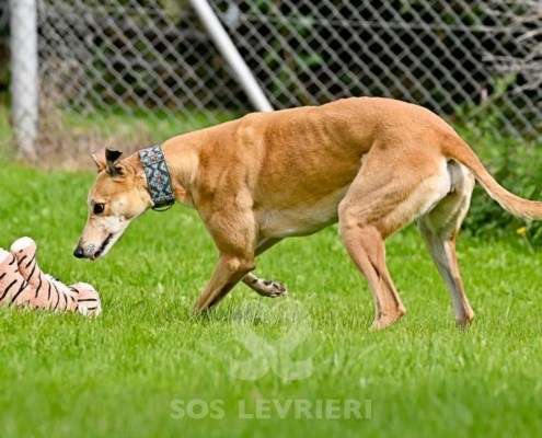 Kira-Greyhound