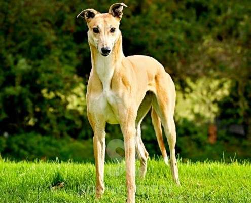 Kira-Greyhound