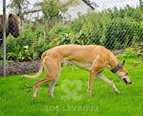Kira-Greyhound