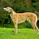 Kira-Greyhound