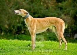 Kira-Greyhound