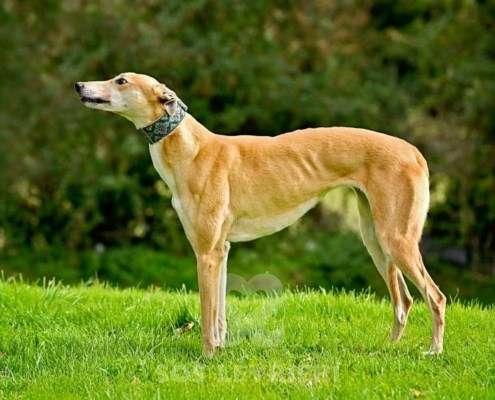 Kira-Greyhound