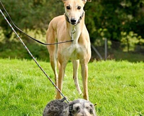 Kira-Greyhound